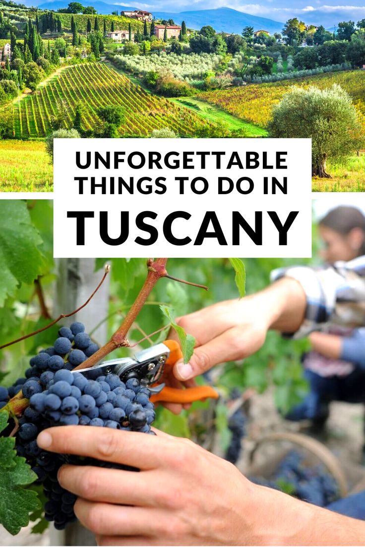 a person cutting grapes with the words unforgettable things to do in tuscany