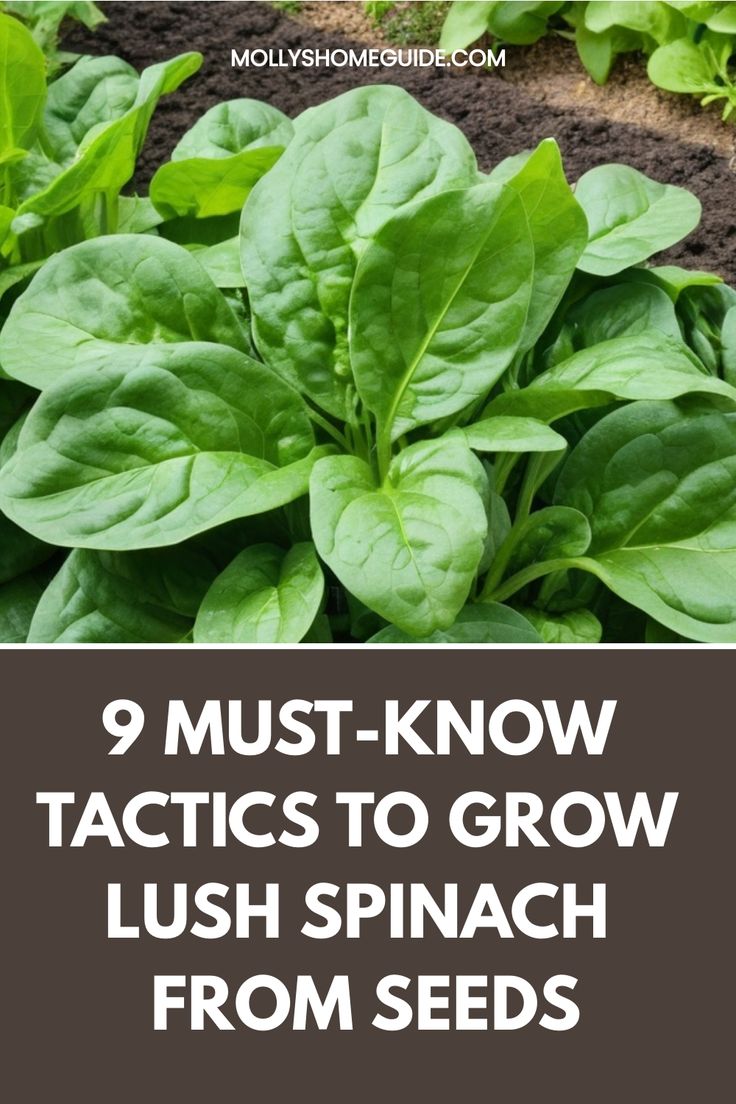 spinach plants growing in the garden with text that reads 9 must - know tricks to grow lush spinach from seeds