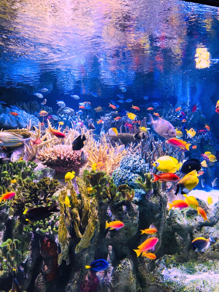 an aquarium filled with lots of different types of fish and corals in the water