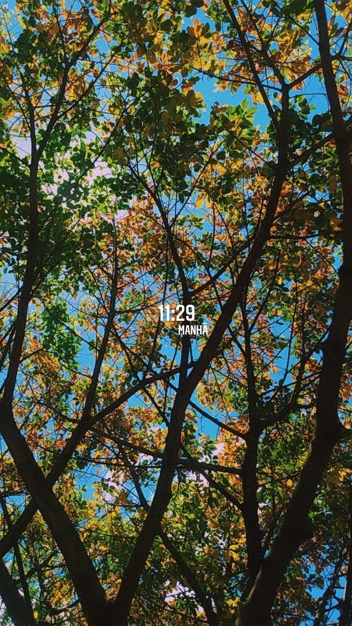 looking up at the leaves and branches of a tree