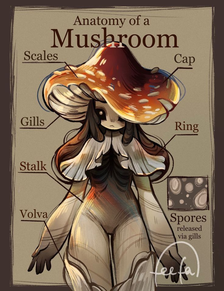 the anatomy of a mushroom is shown in this drawing