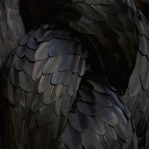 the back side of a black bird's feathers