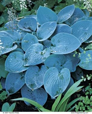 a blue plant in the middle of some green plants