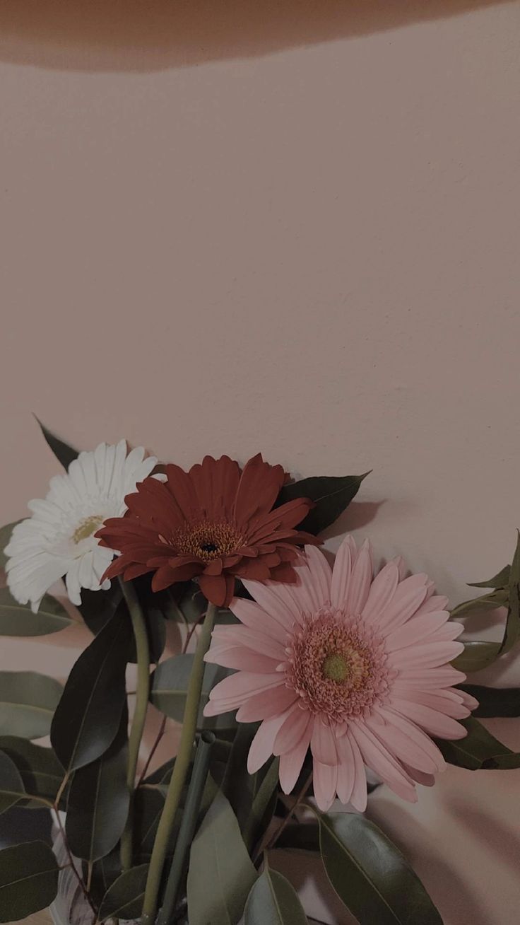 three white and pink flowers in a vase