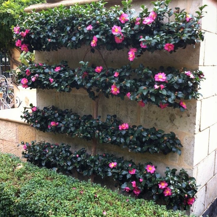 pink flowers are growing on the side of a building