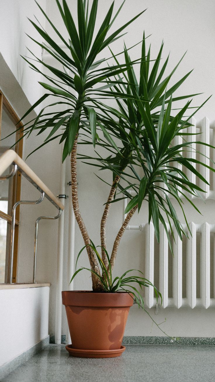 a potted plant sitting next to a radiator