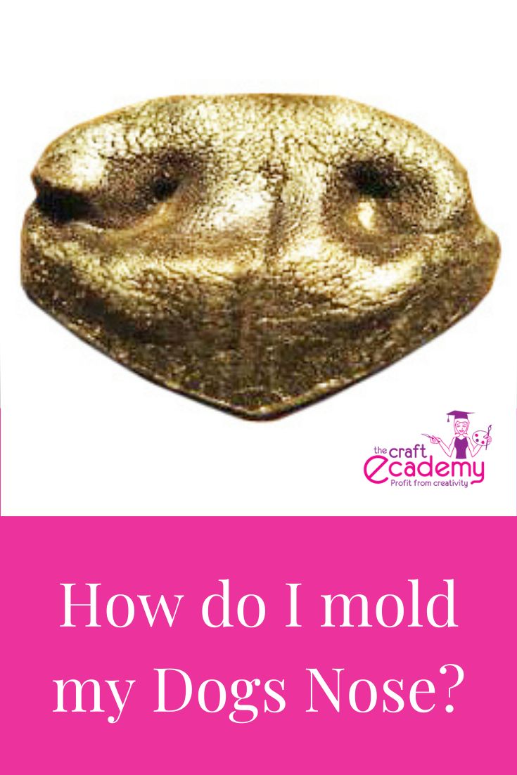 a gold dog nose with the words how do i mold my dogs nose?