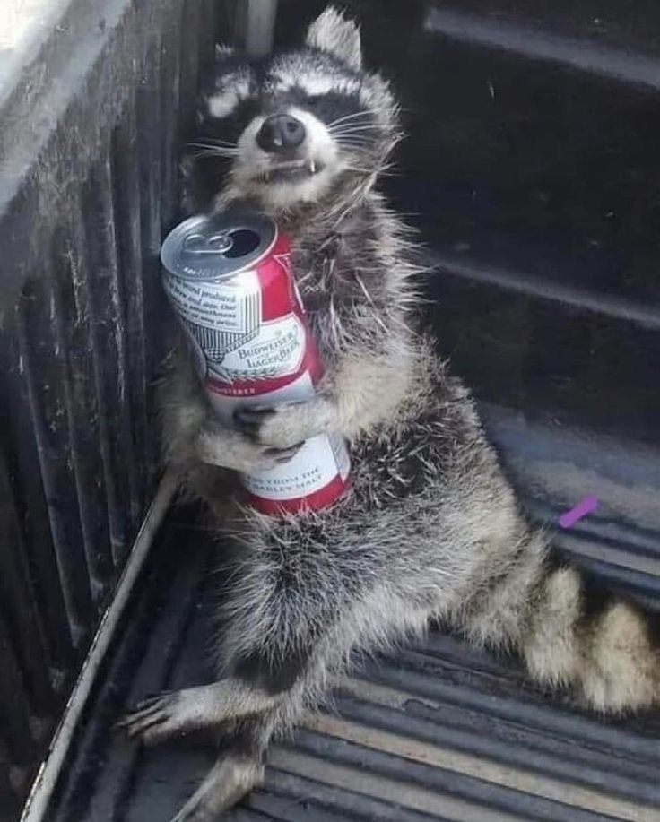 a raccoon sitting on the back of a truck drinking out of a can