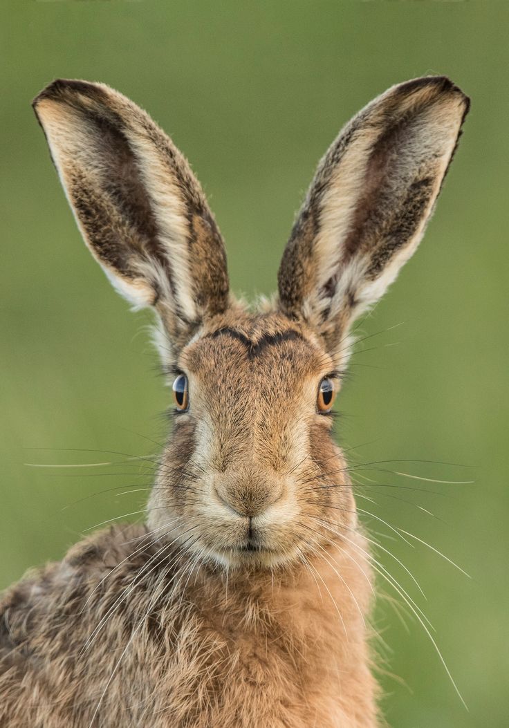 a brown rabbit is looking at the camera