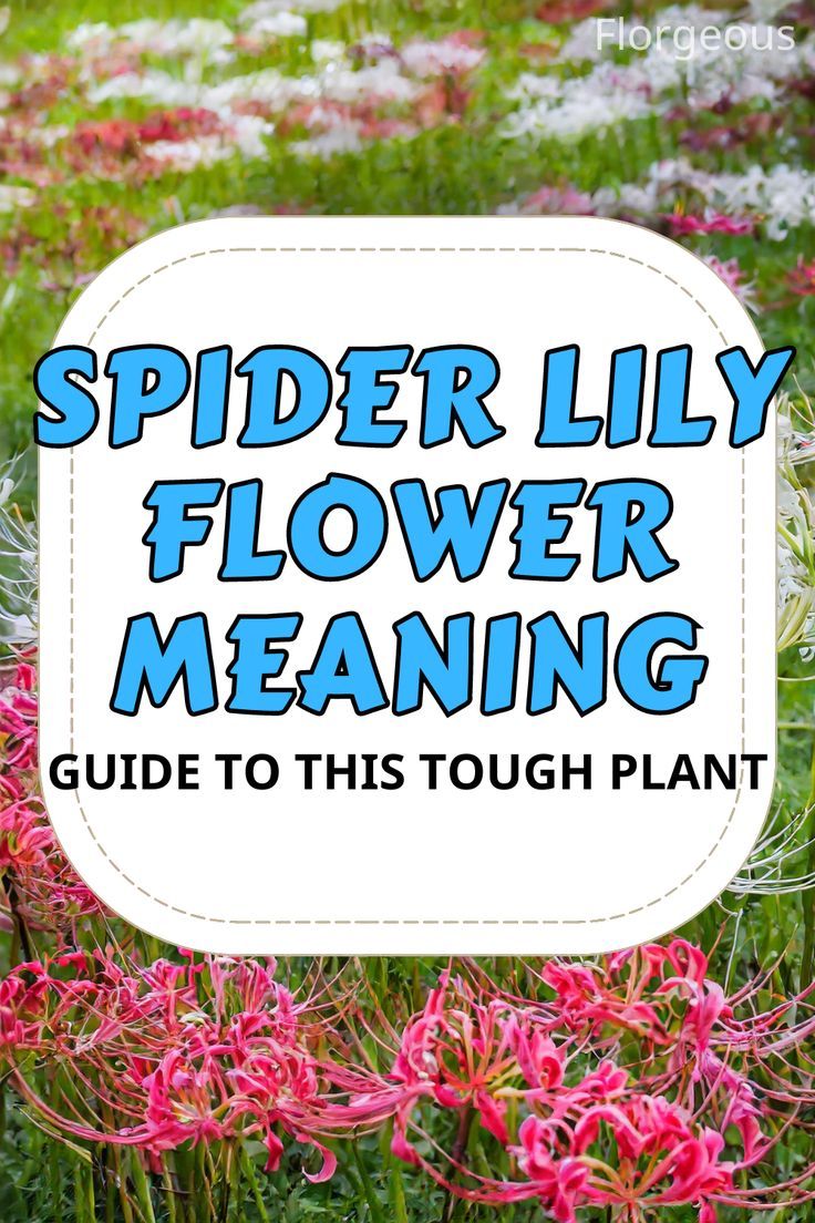 Spider Lily Flower Meaning Spider Lilies Tattoo, Blue Spider Lily, Spider Lily Flower, Lily Meaning, Spider Lilies, Filial Piety, Orange Spider, Red Spider Lily, Spider Lily