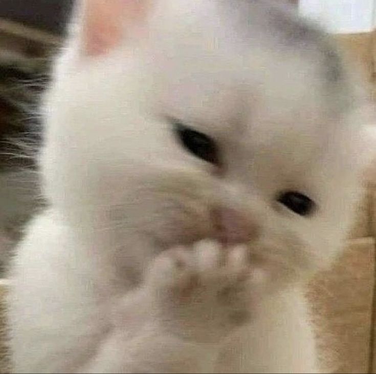 a white cat is looking at the camera with its paw in it's mouth