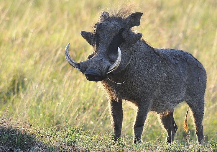 an animal that is standing in the grass with it's head turned to the side