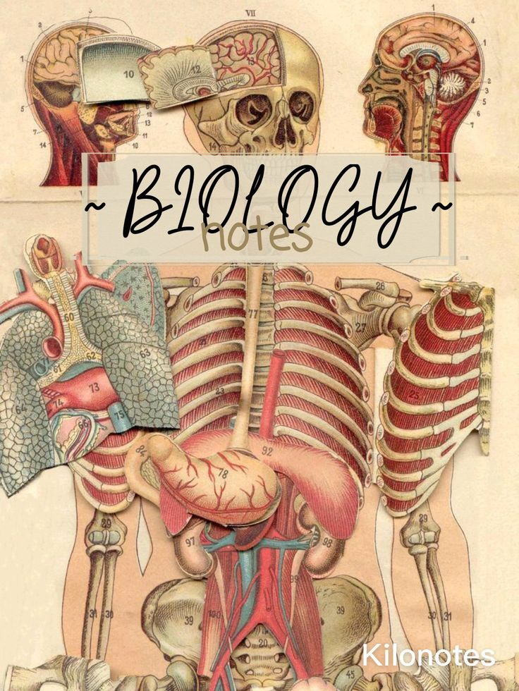 an illustration of the human body with words above it that says biology notes, written by kilnottes