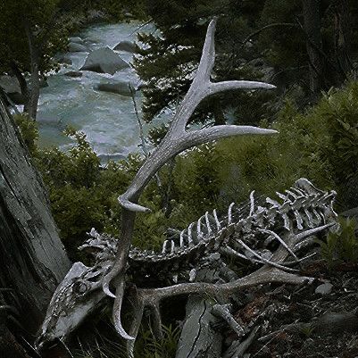 an animal skeleton in the woods next to a river