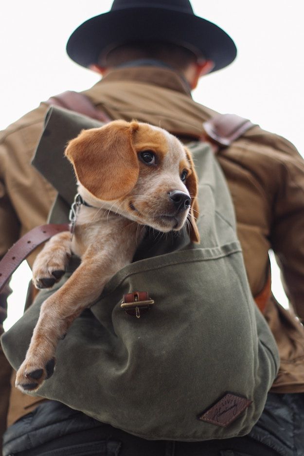 a dog that is sitting inside of a bag on the back of a man's backpack