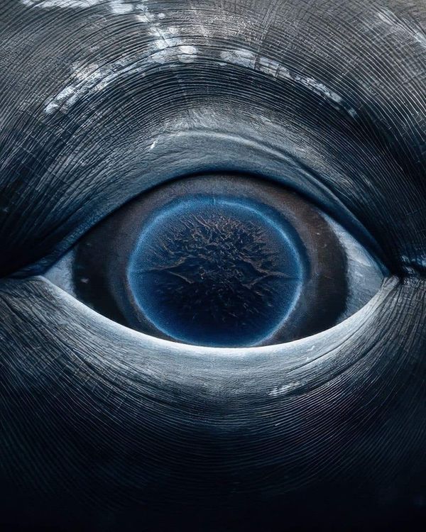 an eye is shown in the center of this image, and it appears to be looking into