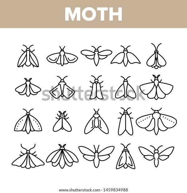 set of hand drawn mothes on white paper with the word moth written in black ink