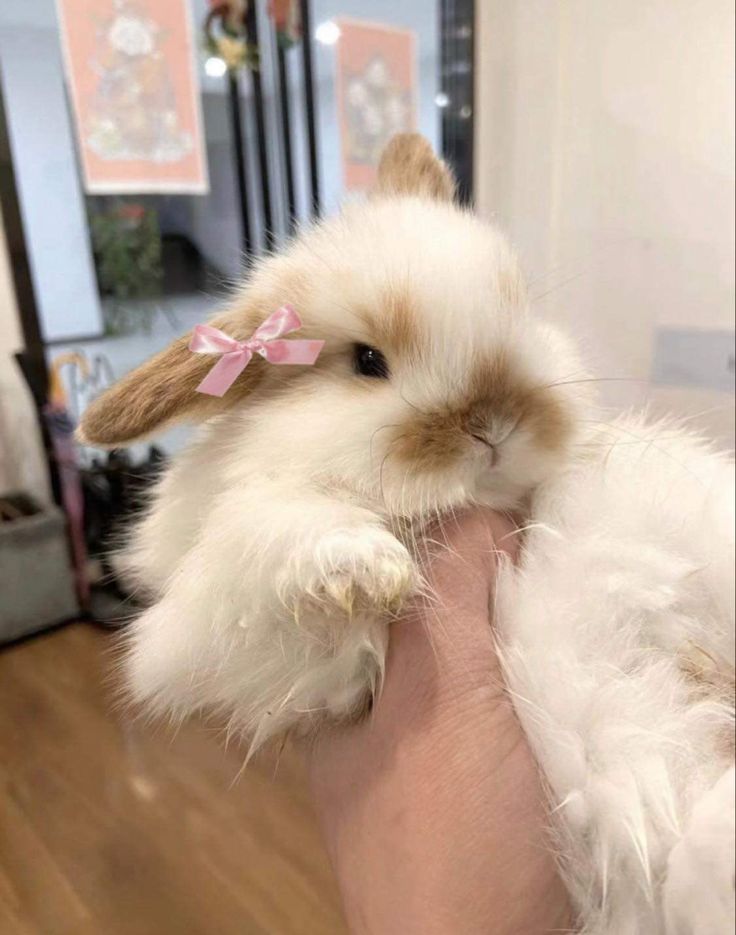 a person holding a small white bunny in their hand with a pink bow on its head