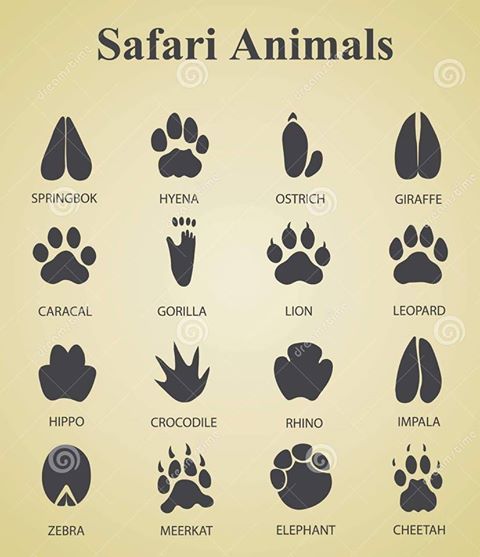 an animal's footprints are shown in black and white, with the names below them