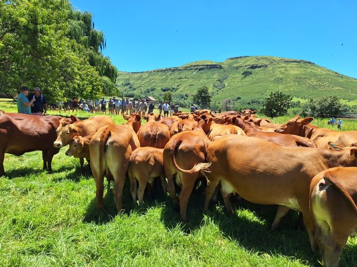 a herd of brown cows standing on top of a lush green field