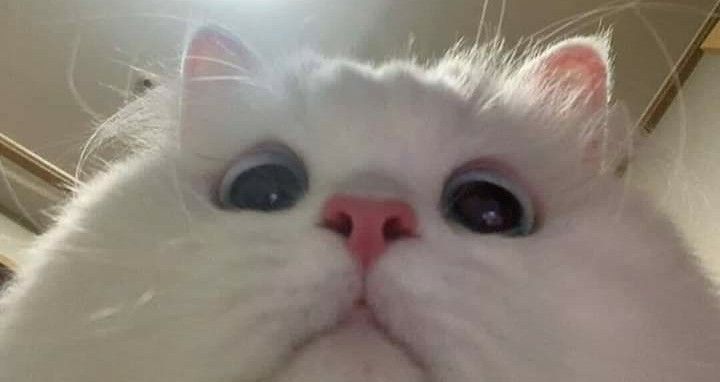 a white cat with big blue eyes looking at the camera and making a funny face