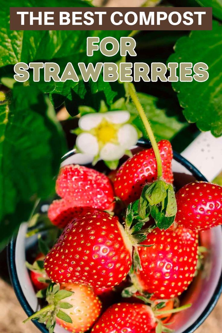 the best compost for strawberries is in a bowl with green leaves and flowers