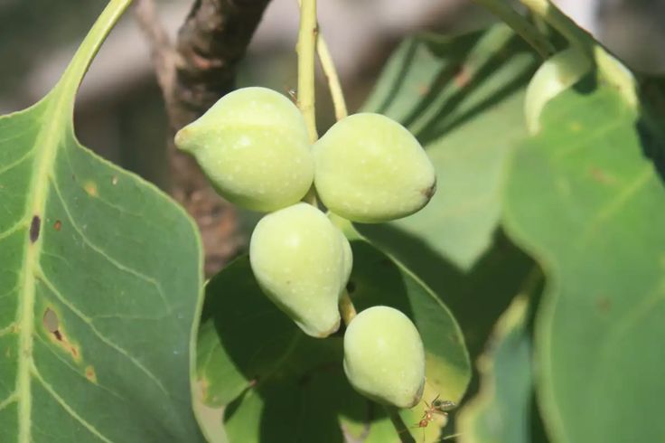 some green fruit hanging from a tree branch