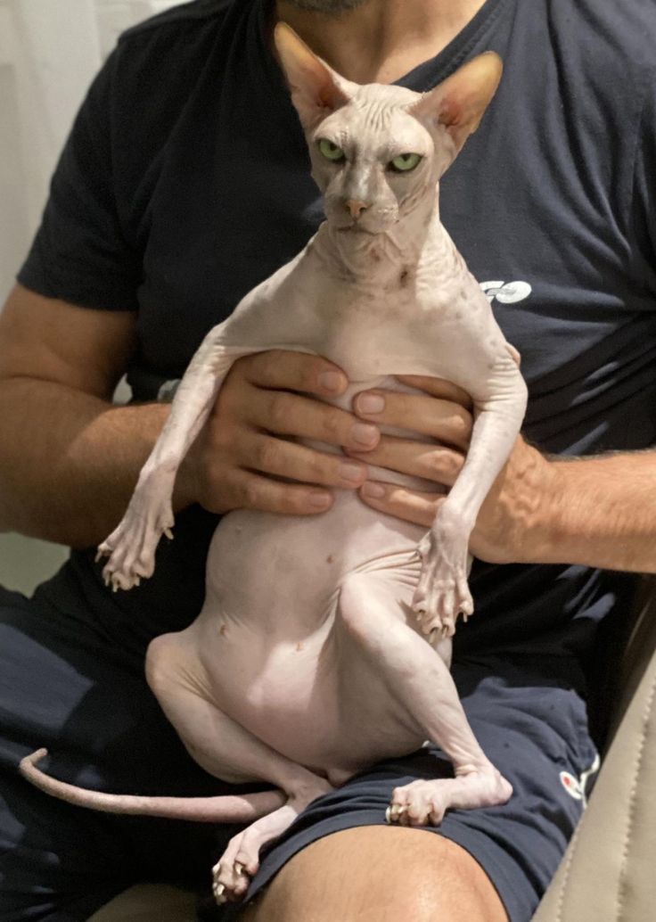 a man holding a hairless cat in his arms