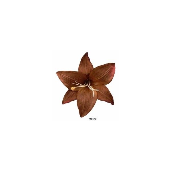 a brown flower is shown against a white background