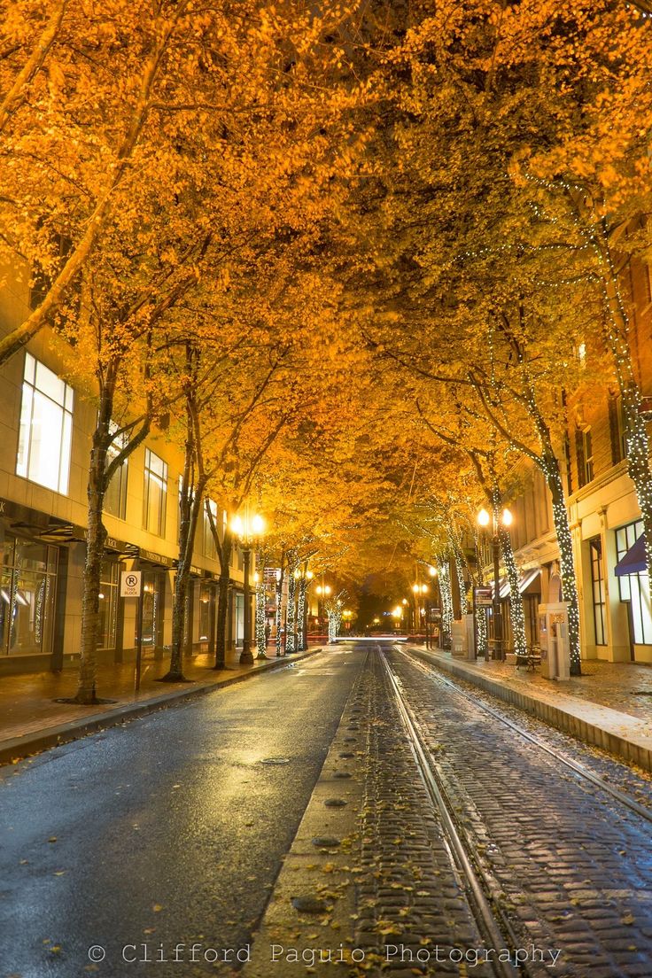 an empty street lined with trees covered in yellow leaves