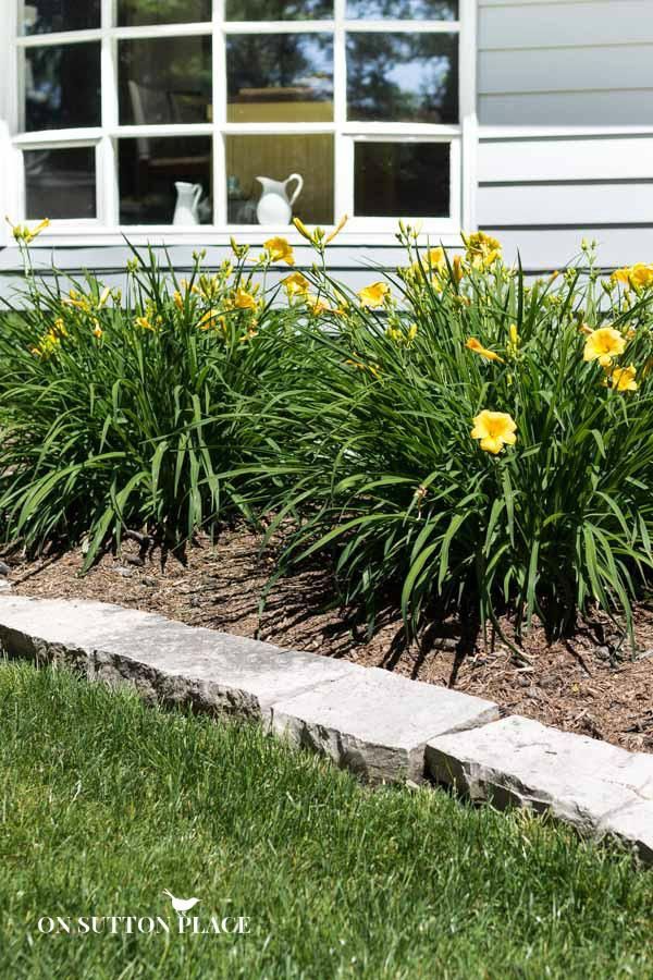 yellow flowers are growing in the front yard