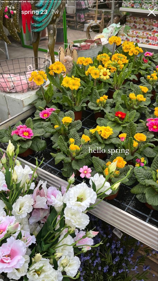 many different types of flowers on display in a store