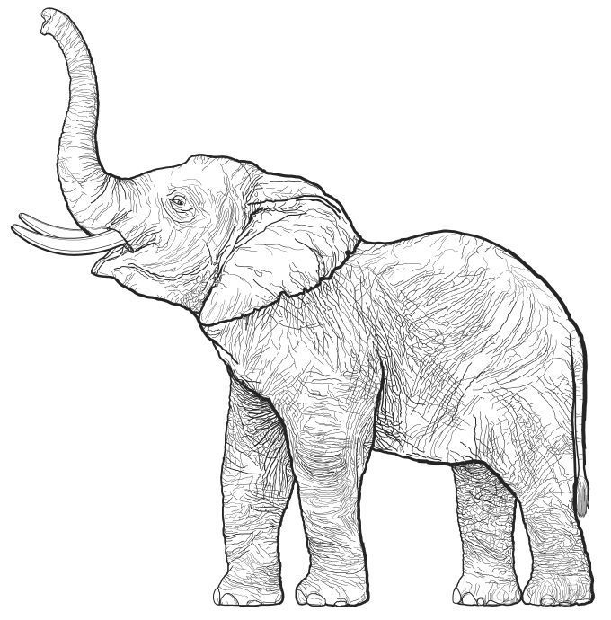 an elephant with tusks standing in front of a white background is drawn by hand