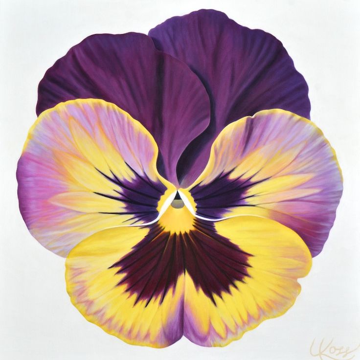 a large purple and yellow flower on a white background