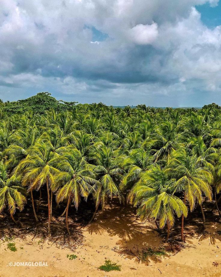 an aerial view of palm trees on the beach