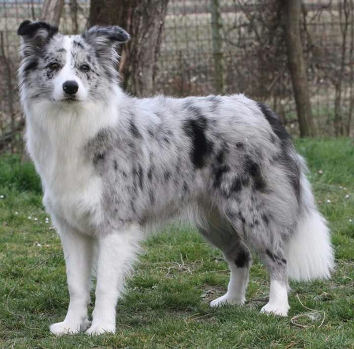 a grey and white dog standing on top of a lush green field