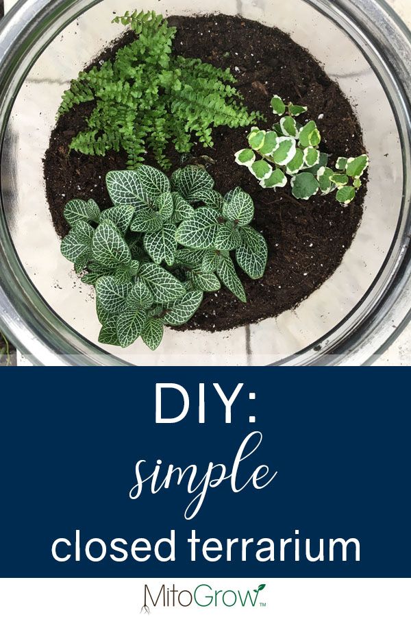 a close up of a plant in a pot with the words diy simple closed terrarium