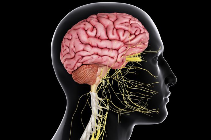 the side view of a human head with yellow wires in it's brain area