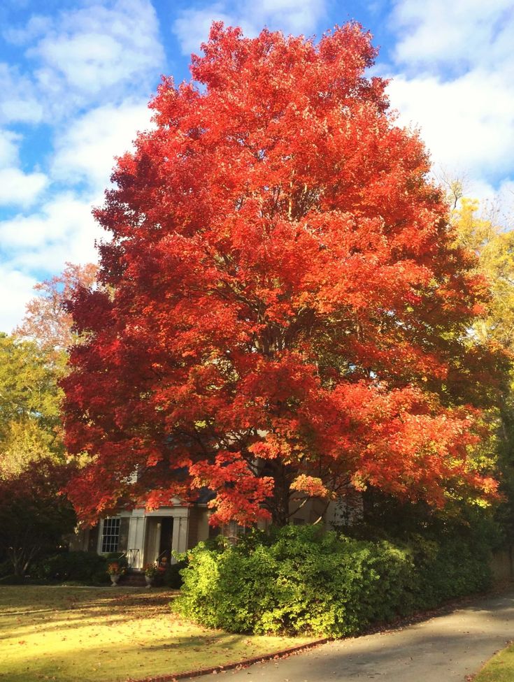 an orange tree with red leaves in front of a house on a sunny fall day