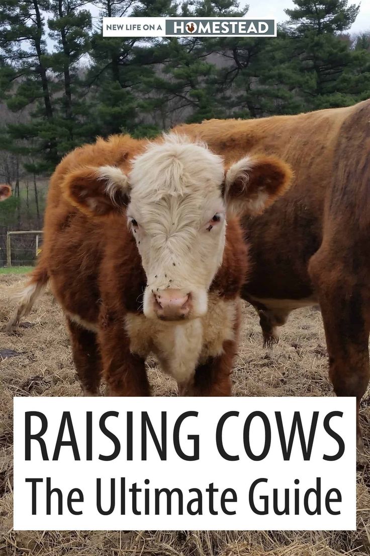 a couple of cows standing on top of a dry grass field with text reading raising cows the ultimate guide