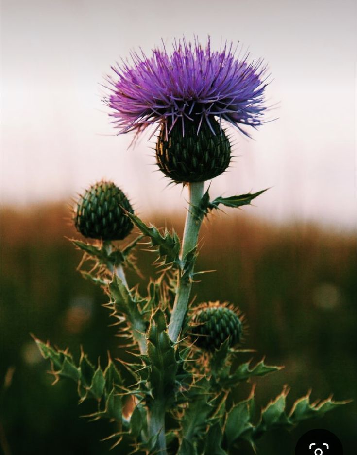 a purple flower in the middle of a field