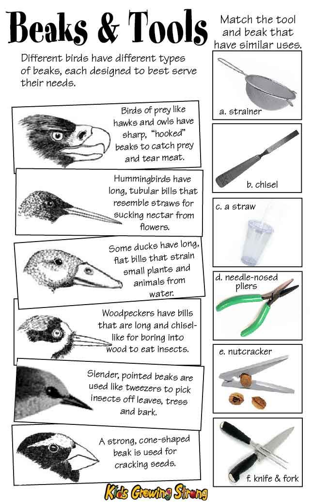 birds and tools poster with instructions to make them look like they have different beaks