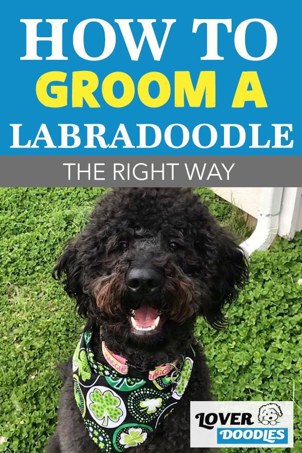 a black dog wearing a bandana sitting in the grass with text overlay how to groom a labradoodle