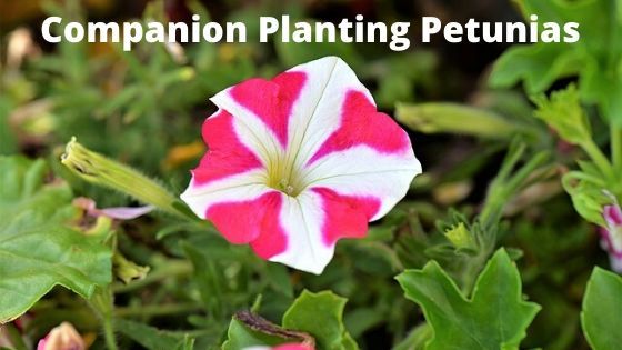 a pink and white flower with the words companion planting petunias