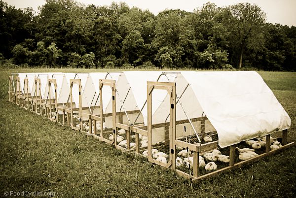 a group of sheep in a field next to a covered structure with white tarp over them