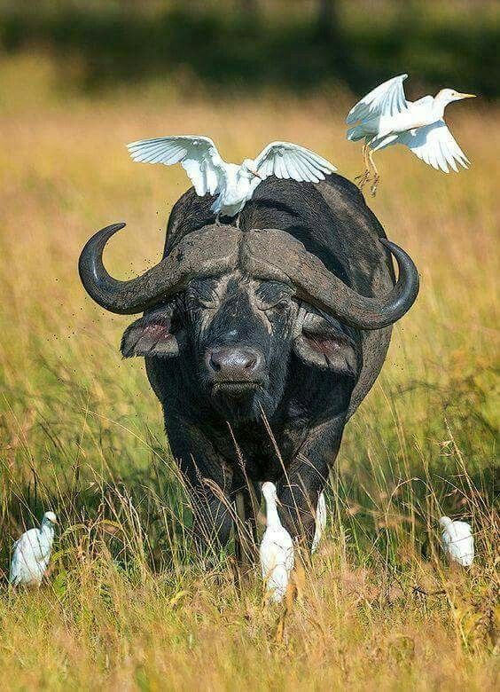 two birds are perched on the back of a black bull's head in tall grass