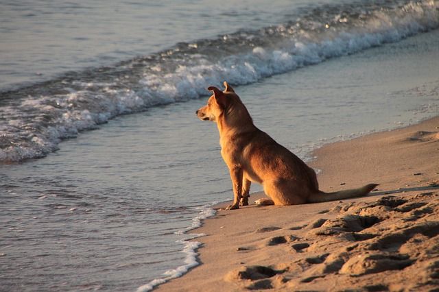 a brown dog sitting on top of a sandy beach next to the ocean with waves coming in