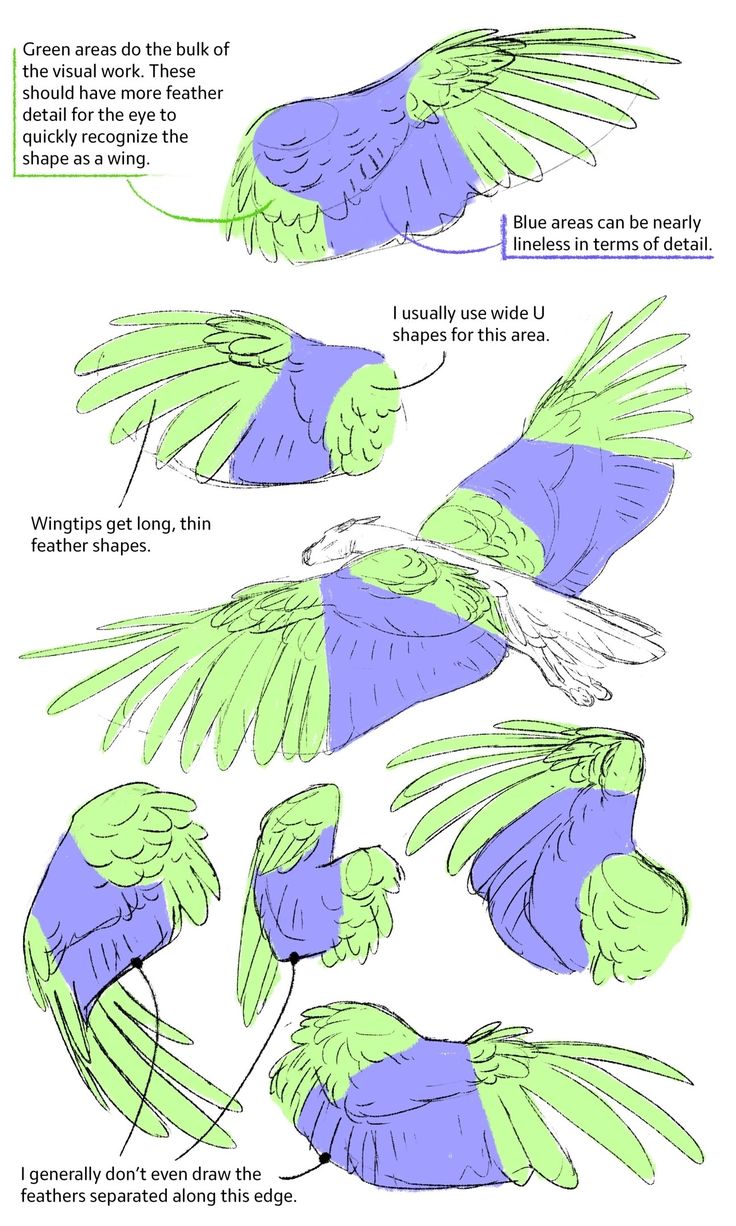 an image of how to draw a blue bird with green wings and tail feathers are spread out