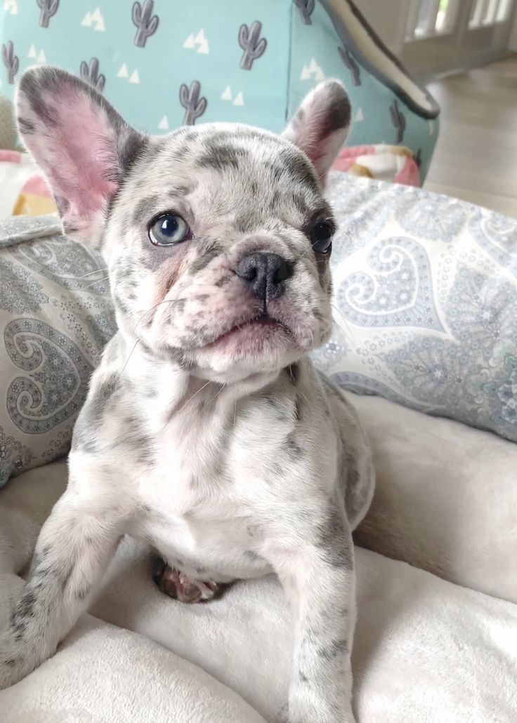 a small gray and white dog sitting on top of a bed