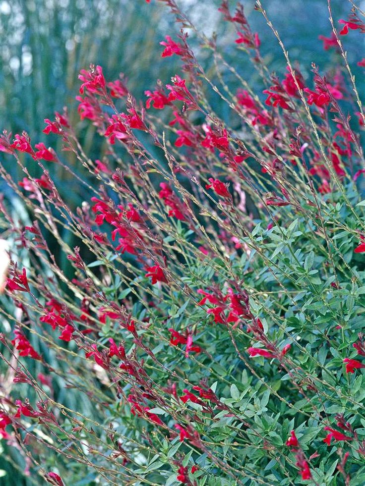 a bush with red flowers in the foreground and green foliage on the other side